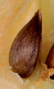 pomme 30 liste